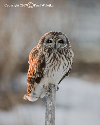 Short Eared Owl1.jpg