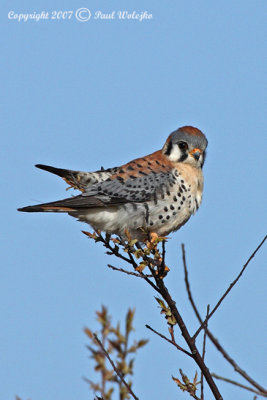 American Kestrel2.jpg