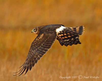 Northern Harrier3.jpg