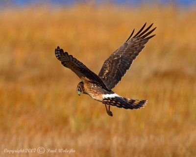 Northern Harrier4.jpg