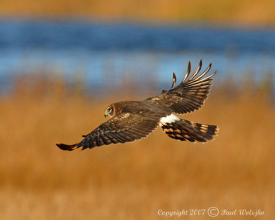 Northern Harrier5.jpg