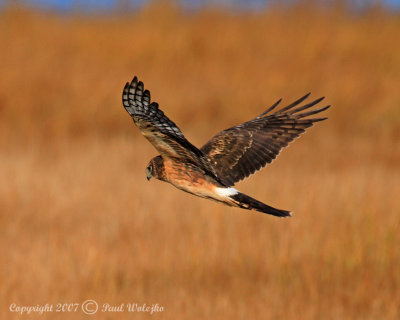 Northern Harrier6.jpg