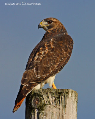 Red Tailed Hawk1.jpg
