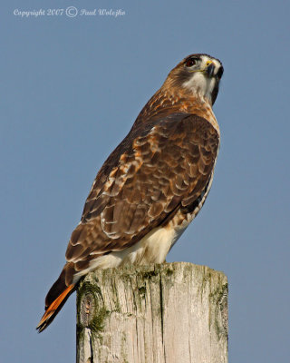 Red Tailed Hawk2.jpg