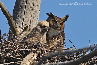 Great Horned Owl and Baby.jpg