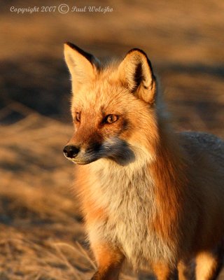 Fox Closeup.jpg