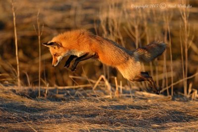 Fox Hunting 2 of 4.jpg