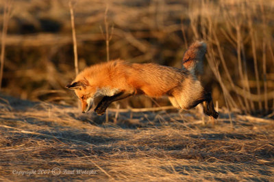 Fox Hunting 3 of 4.jpg
