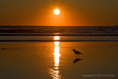 Seagull at Sunrise1.jpg