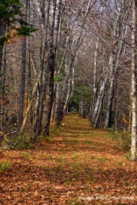Trail at Bretton Woods.jpg
