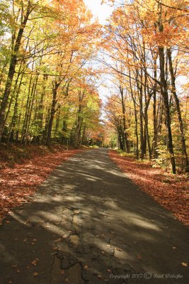 Tree Lined Road.jpg