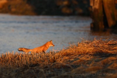 Fox by the River.jpg