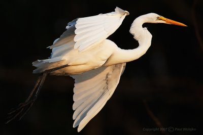 Great Egret in flight2.jpg