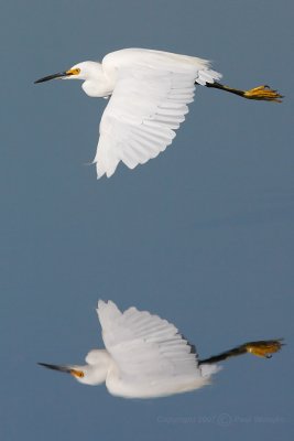Egret in Flight.jpg