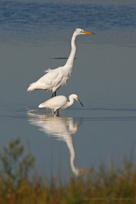 Great with Snowy Egret1.jpg