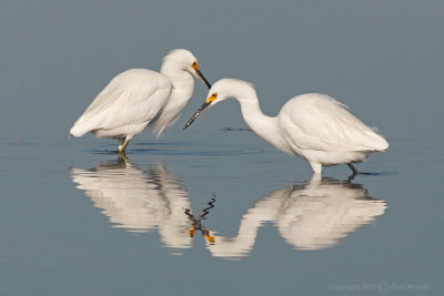 Snowy Egrets5.jpg