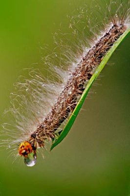 adiputerapbase.com 30.jpg