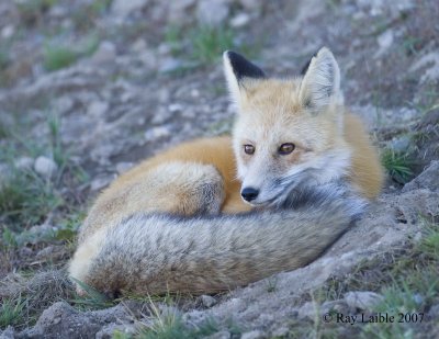 Red Fox