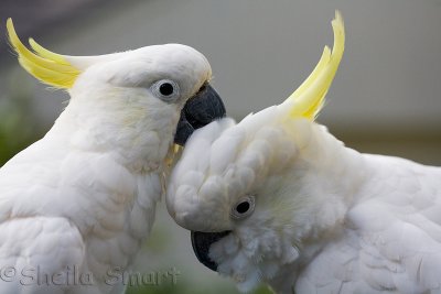 Sulphur crested cockatoo pair preening