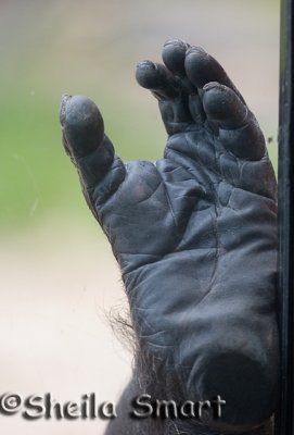 Chimpanzee foot