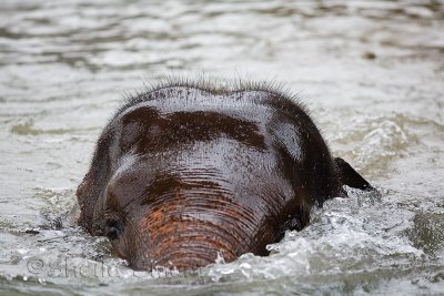 Asian Elephant submerged