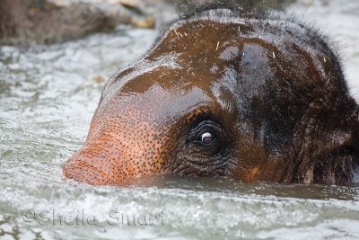Elephant submerged with eye