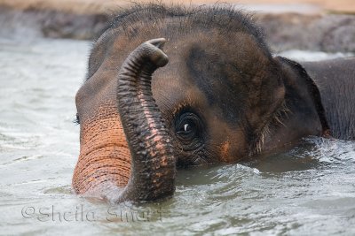 Elephant with trunk up