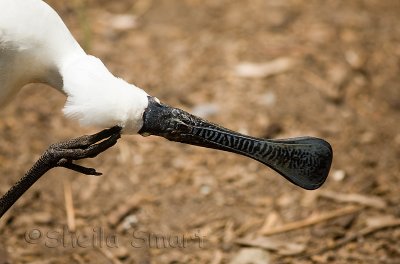 Spoonbill