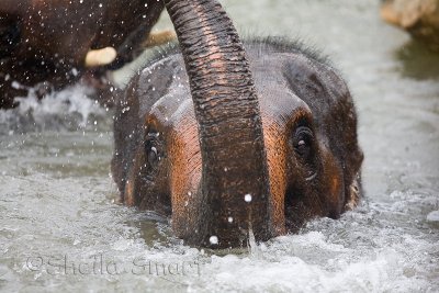 Swimming Asiatic elephant
