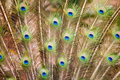 Peacock feathers