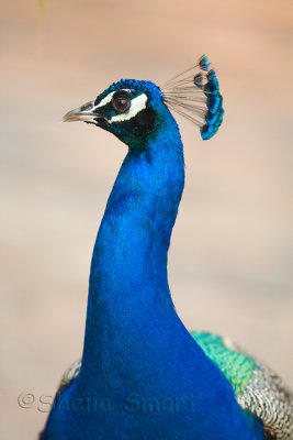 Peacock head