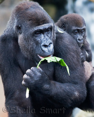 Lowland mountain gorilla with young