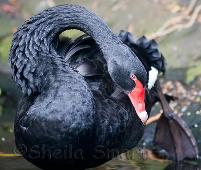 Black swan