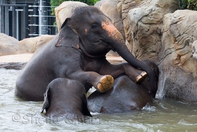 Elephant trio in pool