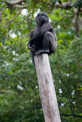 Lowland gorilla up a pole