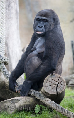Female lowland gorilla