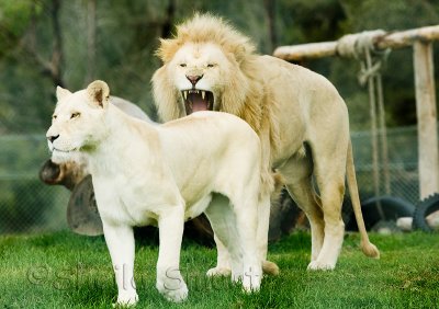 White lion and his mate