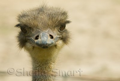 Ostrich at f/10