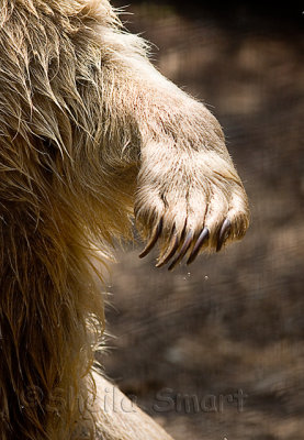 Syrian bear paw 