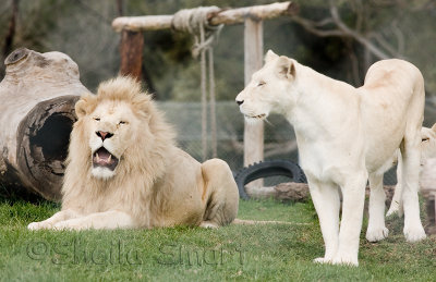 White lion pair