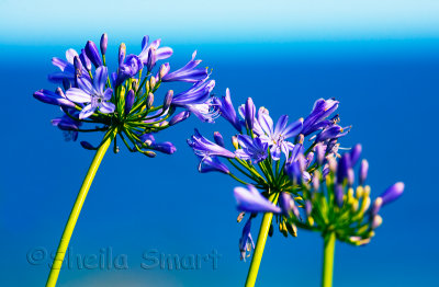 Agapanthus with ocean backdrop