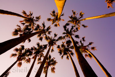 Palms from below