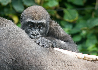Baby lowland gorilla on back of mother