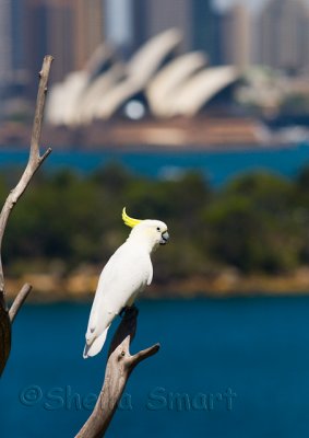 Sulphur crested cockatoo with Sydney Opera House backdrop