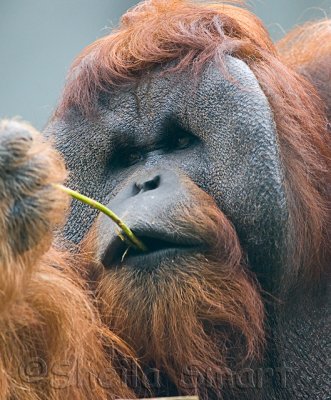 Orang utan with stick