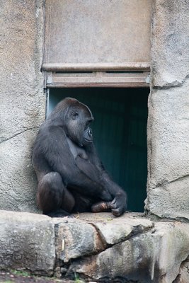 Gorilla in the window