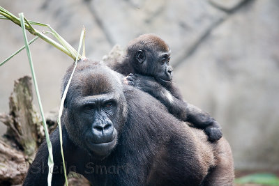Lowland gorilla with young on back