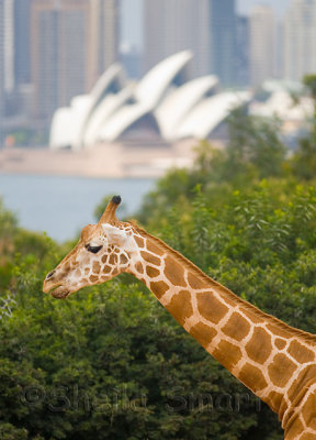 Giraffe with Sydney and Opera House backdrop