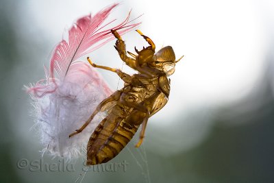 Cicada shell with feather