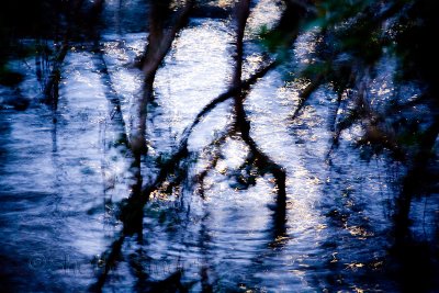 Mangroves in moonlight reflection at Careel Bay, Pittwater